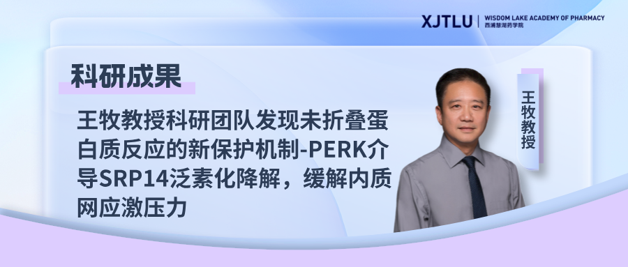 ڿŶӷδ۵ʷӦ±-PERK鵼SRP14ػ⣬Ӧѹ